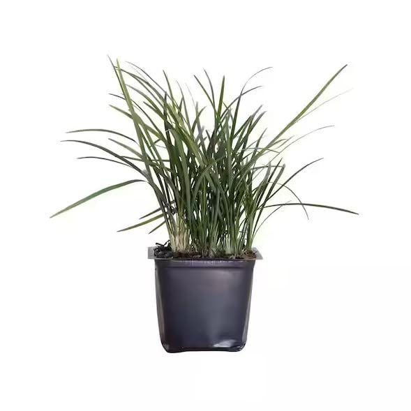 Hierba Limón Planta Natural Ideal para Jardines y Terrazas - Repelente de Mosquitos Natural - CITRONELA