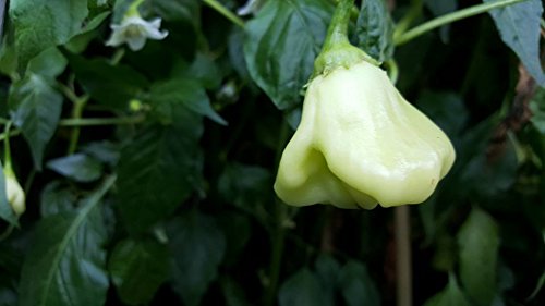 Aji White Fantasy Pepper 10+ Seeds