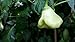 Aji White Fantasy Pepper 10+ Seeds