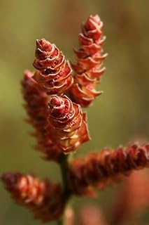 Bog Myrtle Shrub Seeds for Planting (15 Seeds) - Myrica Gale