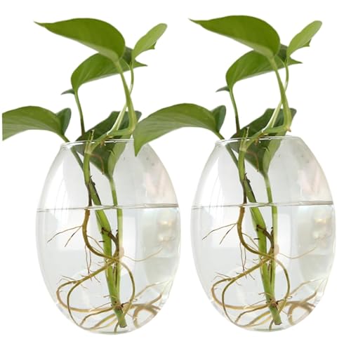 ARCEFT Estación De Propagación De 2 Piezas Terrarios For Colgar En La Pared Florero De Vidrio Ovalado For Colgar En La Pared Estación De Propagación De Plantas Soporte De Vidrio