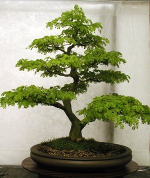 Bonsai Suitable Seeds Pink Blossoms Imported Bonsai Suitable Seeds