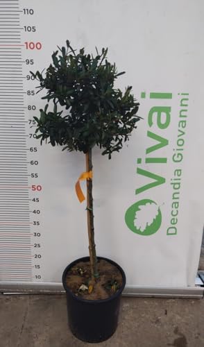 PIANTA DI PIRACANTA AD ALBERELLO VASO 24 CM ALTEZZA 90/100 CM (FOTO REALI)