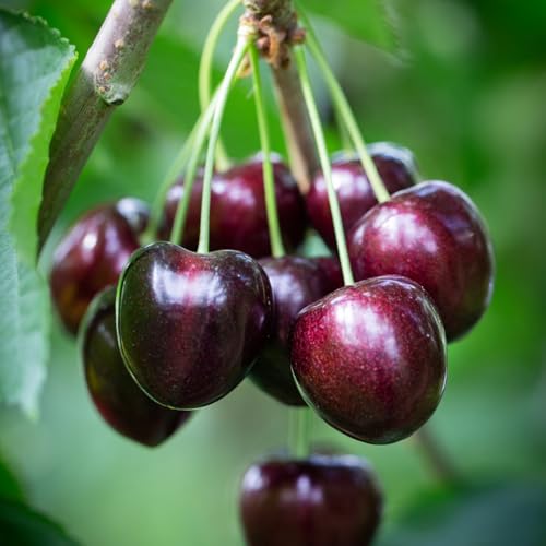 2 Black Cherry Trees Live Plants, Sweet Cherry Plants Live Fruit Tree, Bareroots Dormant 12-18 Inch...