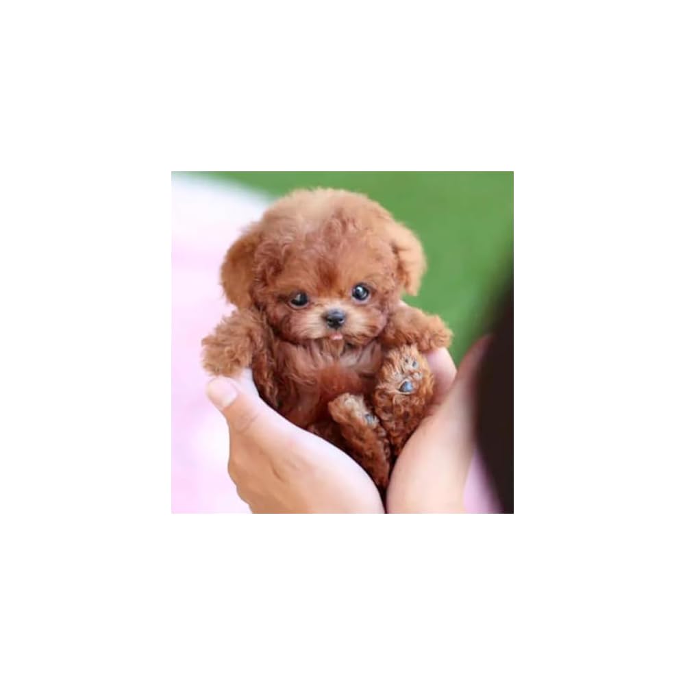 2025 New Nicoo - My Realistic Robot Puppy,Robot Puppy That Acts Like A Real Puppy Ai Robotic Dog Walking Barking Tail Wagging (b4 1pcs) I.1598618405