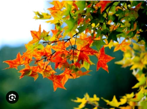 75 Acer Truncatum (Shantung Maple) Seeds - Hardy, Drought Tolerant, Brilliant Fall Color