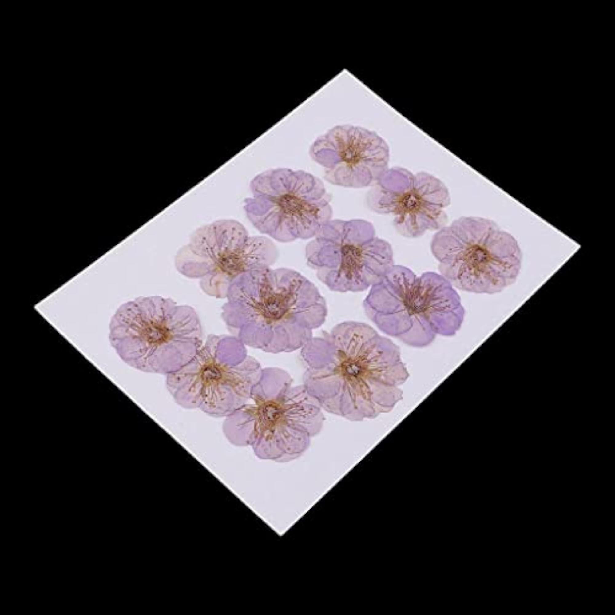 Real Pressed Dried Plum Blossom Flowers for Crafting