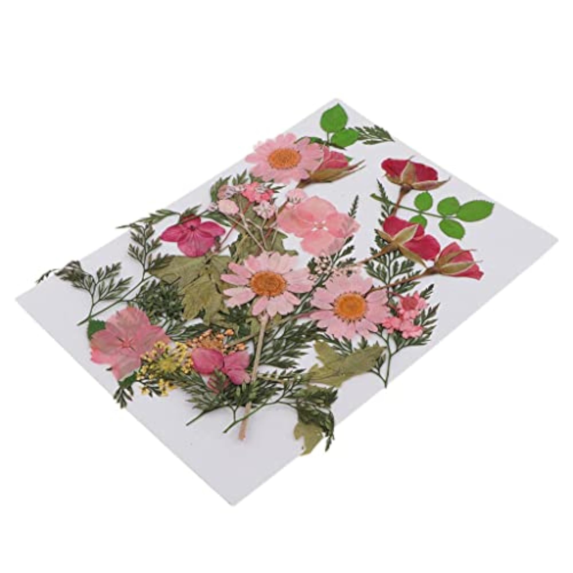 Mixed Natural Real Pressed Dried Flowers for DIY Projects