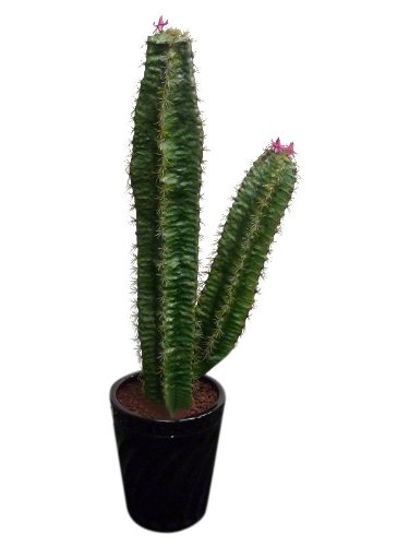 素材 サボテンが花をつけている ニコニコ動画