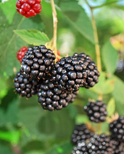 Pianta di Mora 'Triple Crown' (Precoce) senza spine - in vaso (Vaso: Ø 14 cm - H: 40/50 cm)