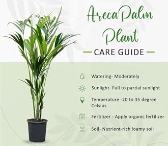 Garden Art live indoor plant (Areca Palm)