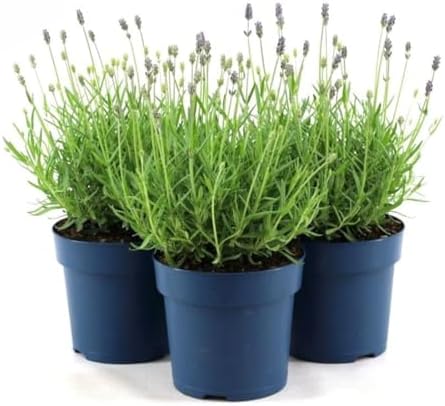 Lavanda "Lavandula angustifolia officinalis" 3 piante aromatiche in vaso ø14 cm ...