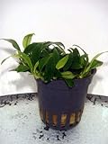 anubias barteri nana petite Eine der kleinstblättrigen Anubias-Formen