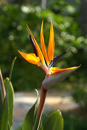 NIKA SEEDS - Flowers Bird of Paradise Crane Strelitzia - 3 Seeds - Thumbnail 5