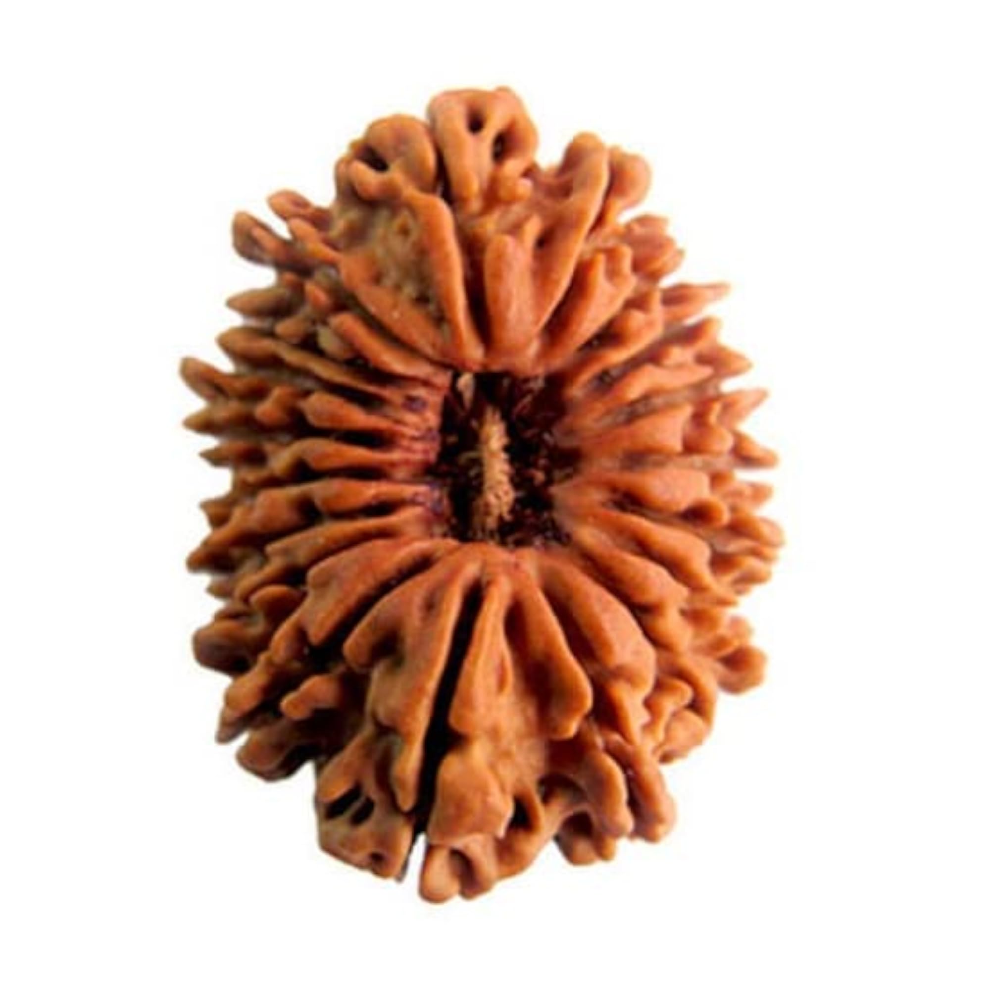 18 Mukhi Rudraksha Original Certified with Silver Capping