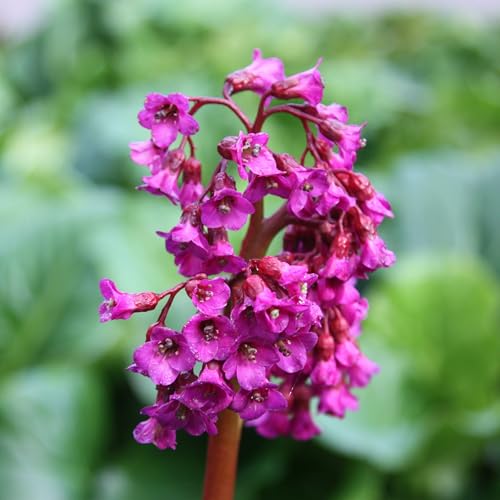 Plant Theory 9cm Pot Bergenia Abendglut Elephants Ears Perennial