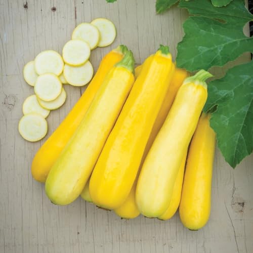 Courgette Butterstick F1 Seeds - Golden Yellow High-Yield Variety for Sweet Spaghetti - Easy-to-Grow - Extended Harvest Period - 1x Seed Packet By Thompson & Morgan
