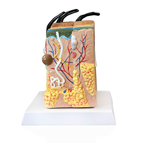 Image of VAK425 Skin Model | 70x Enlarged | 3 Dimensions | Numbered and Labelled with Key Card