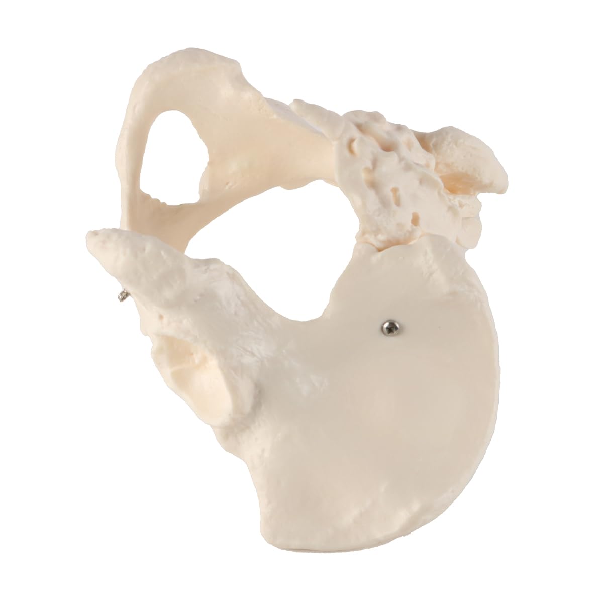 Modèle De Bassin Féminin Modèle Anatomique De Bassin Détachable Modèle De Bassin Féminin Grandeur Nature Pour L'apprentissage L'enseignement Ou L'affichage Orthopédique