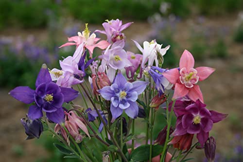 1500-Mixed Columbine Mckana Giants Flower Seeds-Flower Seeds #TOP6