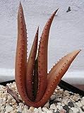 CUSHY Seeds: 100 Stück Aloe Bonsai Mix Ausgezeichnete Zimmerpflanzen Sukkulenten Aloe Vera Bonsai Verwenden Schönheit Essbare Einpflanzen Cosmetic Bonsaipflanzen: 10