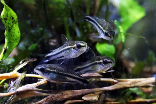 Swimming Creatures™ Pygmy Cory (Corydoras pygmaeus) Freshwater Aquarium Fish Live (6 Pack)