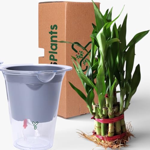 Image of Lucky Bamboo Live Indoor Plant in Premium Acrylic Vase | Low Maintenance Feng Shui & Vastu Good Luck Plant for Home and Office Decor (Transparent Pot)