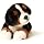 Bernese Mountain Dog