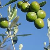 L’Ulivo Favolosa, conosciuto anche come FS-17, è una varietà moderna selezionata per la sua altissima produttività, la resistenza alle principali avversità e la qualità ’olio, fruttato e ricco di aromi erbacei. È una pianta molto robusta, ideale sia per la coltivazione in giardino che per impianti professionali, grazie alla sua crescita compatta, alla precoce entrata in produzione e all’ottima adattabilità climatica. Caratteristiche a pianta * Varietà: Favolosa (FS-17) * Portamento: medio, chioma compatta e ordinata * Produttività: molto ele