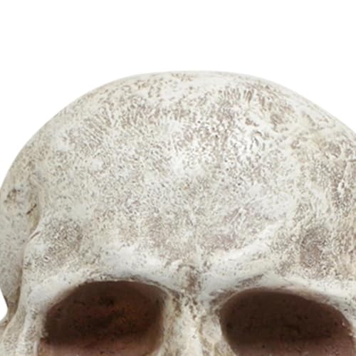 Decoración de calavera de Halloween realista para biblioteca de entrada 7