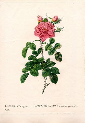 Affiche Toile Rosa Damascena pour raviver un mur blanc triste et sans vie