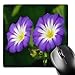 Price comparison product image 3dRose mp_125042_1 8 x 8-Inch Two Pretty Periwinkle Blue, White, and Yellow Morning Glory Flowers Mouse Pad