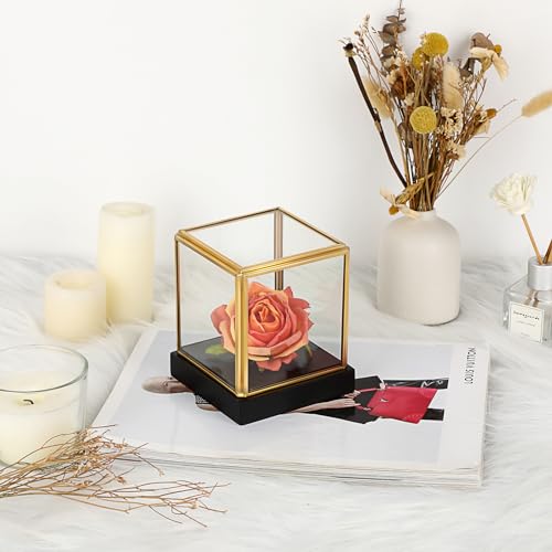 Hipiwe Glass Display Case for Collectibles Vintage Gold Display Box with Black Wood Base for Plants Action Figurine Models Clear Keepsake Box, Square, 3.3x3.3x3.6 Inch