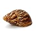 Produktbild Brillibrum Achatschnecke Schnecke Schneckenhaus Riesenschnecke Afrika Muschel Unikat Highlight Deko Bad Geschenke Geschenkidee Kinder (Schnecke - unpoliert)
