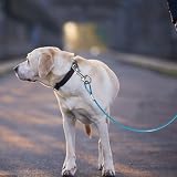 Shengxi 2 Stück Kaufeste Hundeleinen-Verlängerung aus Metall Hundeleine Kette mit Beschichtetem Stahlkabel Robuste Hundekette Leine Bissfest Wasserdicht für Kleine Mittelgroße Hunde (Schwarz + Blau)
