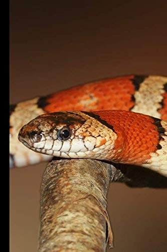 Snake notebook: Small lined Snake notebook - Travel Journal to write in - 120 pages - 6"x9"