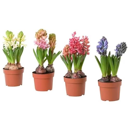 Set de 4 Flores de Jardín en Bulbo Hyacinthus Orientalis Bulbos de Jacinto