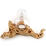 Windlicht Natur Holz Wurzel mit Glas hell Teelichthalter Windlichthalter (20-25 cm)
