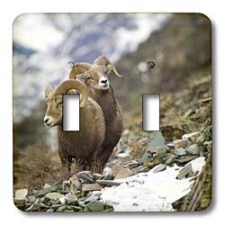 Interrupteur double bascule Chuck Haney Glacier NP finition haute qualité