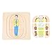 Tomaibaby Hölzerner Menschlicher Körper Puzzle Lustige Jungen Körperstruktur Hölzerner Puzzlespielzeug Human Wachsender Prozess Puzzle Pädagogische Montessori- Werkzeuge ( Log B )