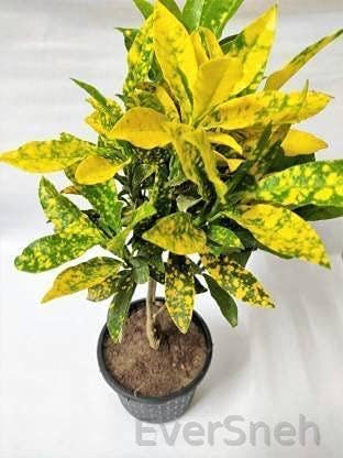 EverSneh Real Live Croton Gold Dust Foliage Plant For Indoor Outdoor Garden Balcony - Healthy Live 1 Plant With Plastic Pot (B0BT21YSYS) Amazon Price History, Amazon Price Tracker