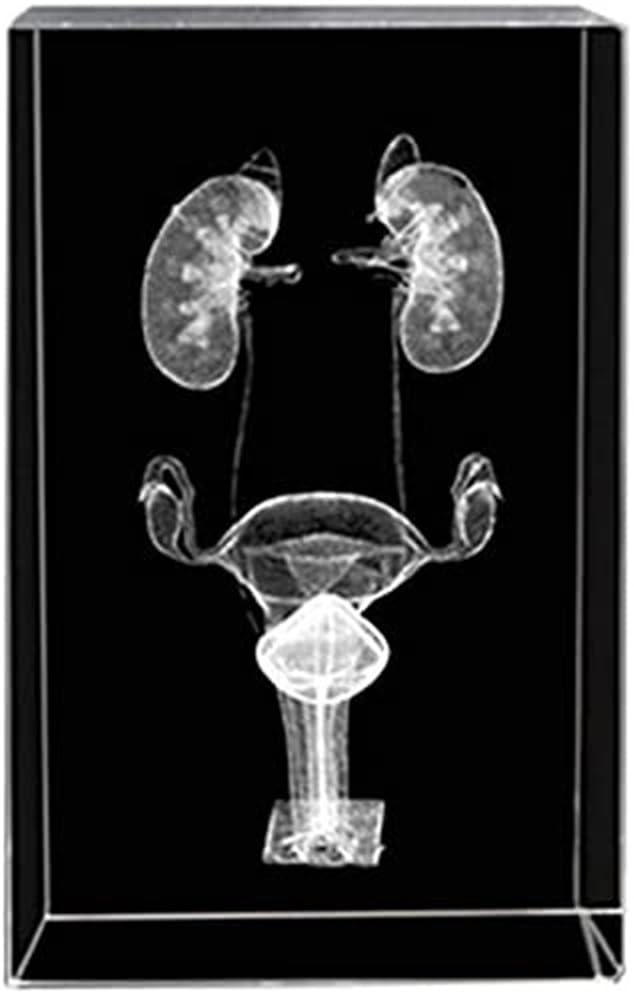 Model anatomiczny żeńskiego układu moczowego, struktura krystaliczna, model 3D do celów naukowych w szpitalach