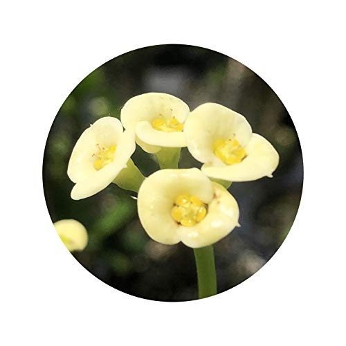 Lutea Dwarf Crown Of Thorns Live Plant Euphorbia Pastel Yellow Flower Cactus-Like Succulent Starter Size 4 Inch Pot Emerald R #TOP23