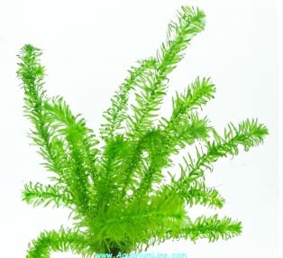 Nandhanam live plant for aquarium - Hydrilla/Egeria Densa/Elodea Densa -(20 stems)