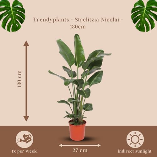 Strelitzia Nicolai Zimmerpflanze – Höhe 160-180 cm, Topfgröße Ø24 cm