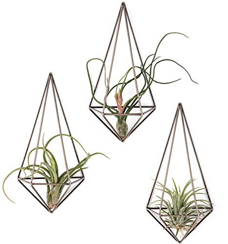 Mkono Wall Mounted Air Plant Holder Modern Geometric Planter Hanging Tillandisia Container Himmeli