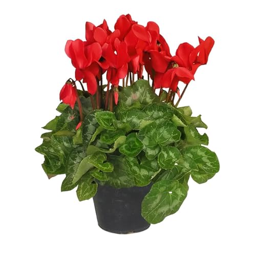 Ciclamino Rosso in Vaso | Pianta Ornamentale da Interno ed Esterno | Fiore Autunnale e Invernale, Resistente e Decorativo, Idea Regalo per la Casa o il Giardino | 1 Pianta