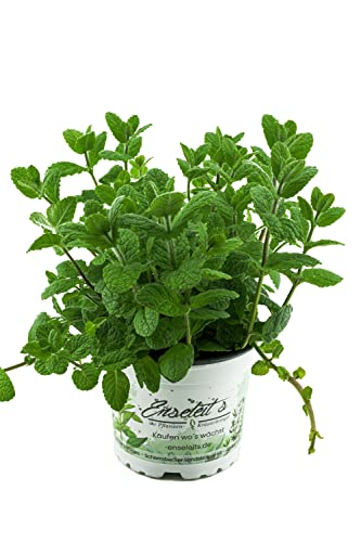 Menta de manzana,Menta de manzana fresca,Mentha suaveolens
