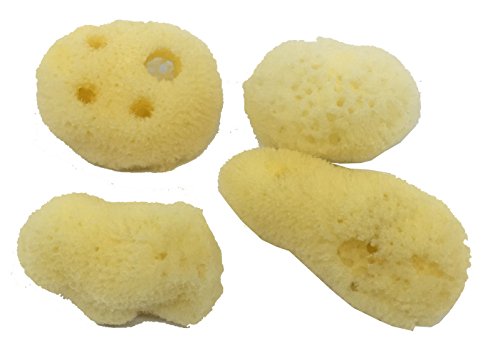 4 Natural Hermit Crab Sea Sponges Water Dish Humidity & Habitat