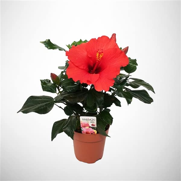 Hibiscus Plant Sunny Bordeaux - red Blooms - in 13 cm Pot : Amazon